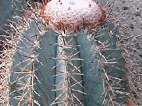 Melocactus azureus ©JLcoll.3143.jpg